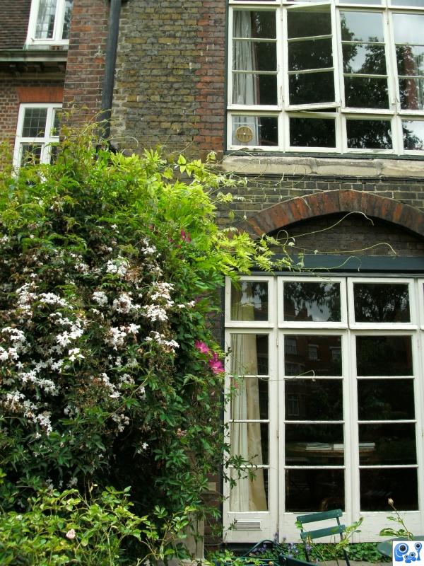 Late flowers on the wall